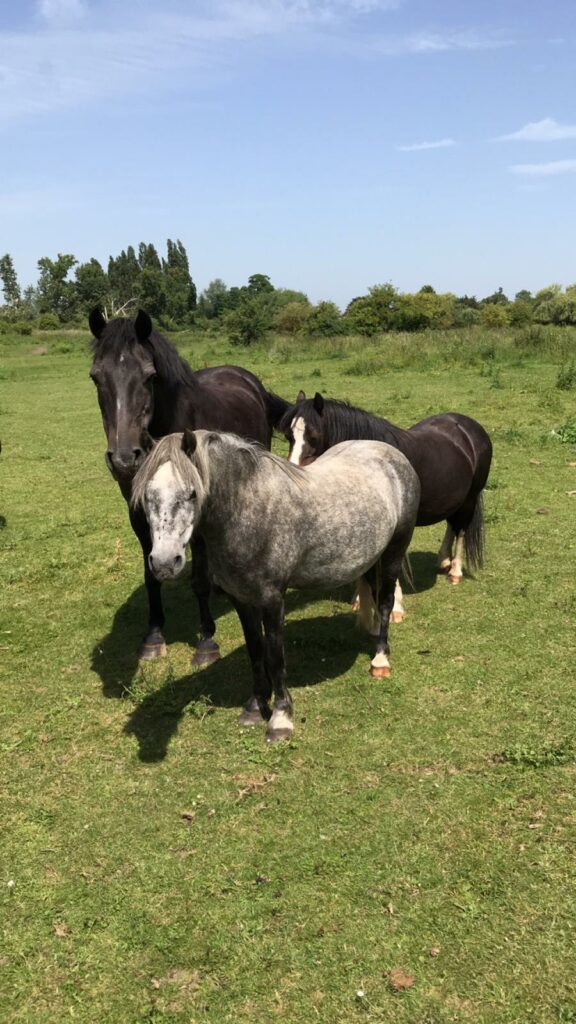 rescued horses 1