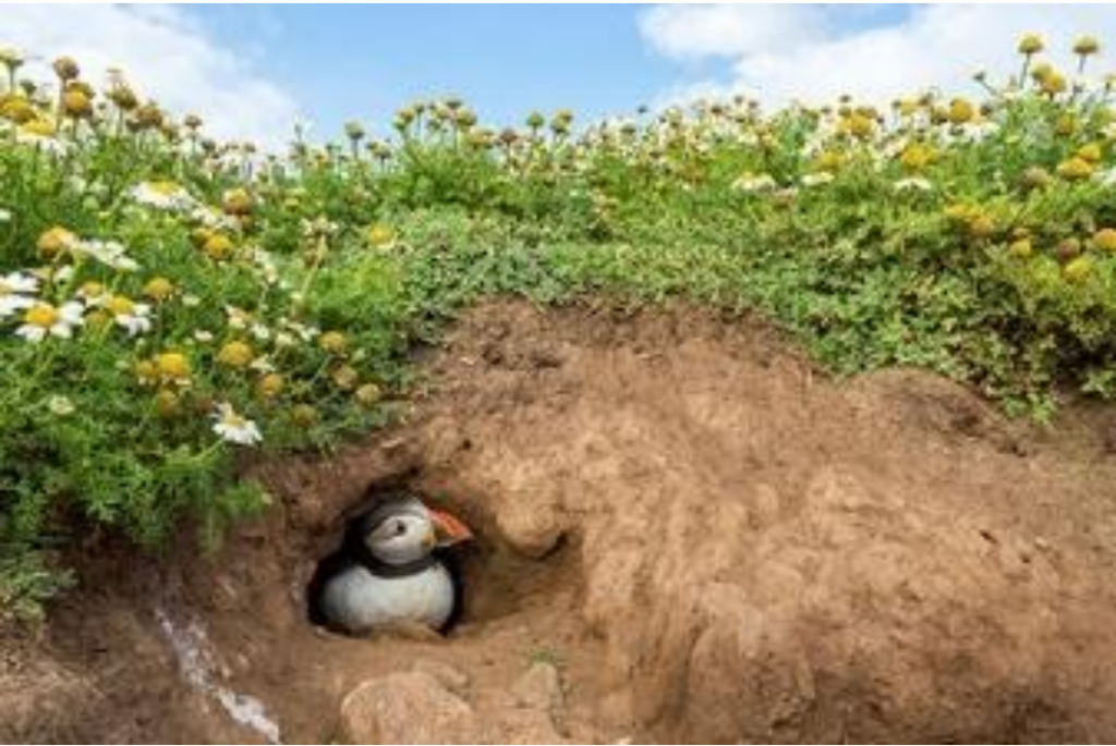 puffin in the wild