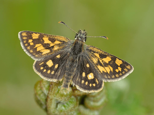 chequered skipper butterfly picture