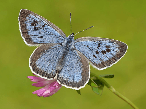 large blue butterfly picture