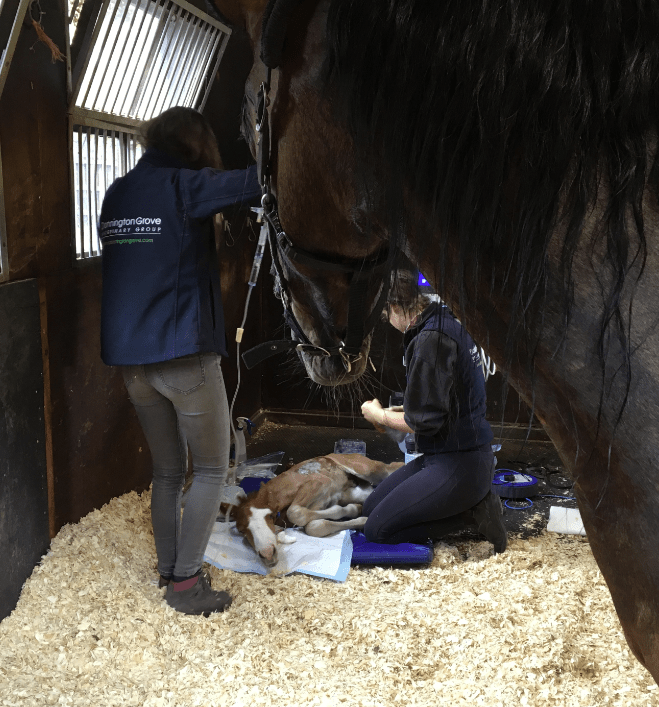 Picture of SAFE volunteers aiding an injured horse 