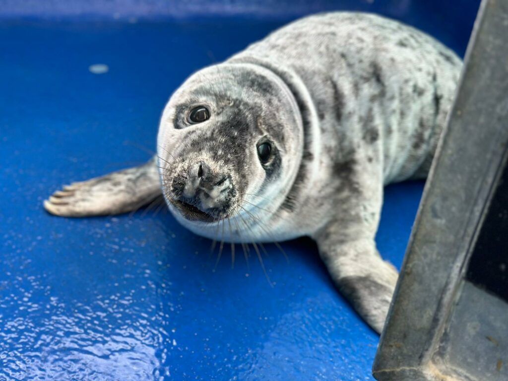 Cornish Seal Sanctuary seal pup picture
