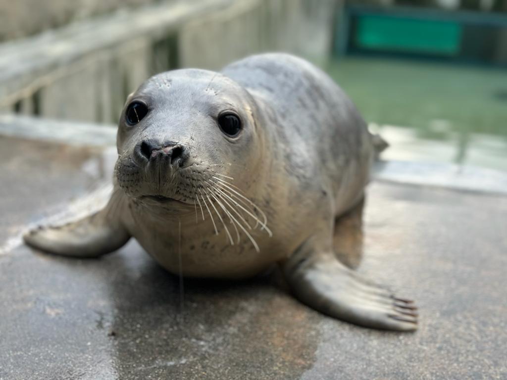 Cornish Seal Sanctuary seal picture