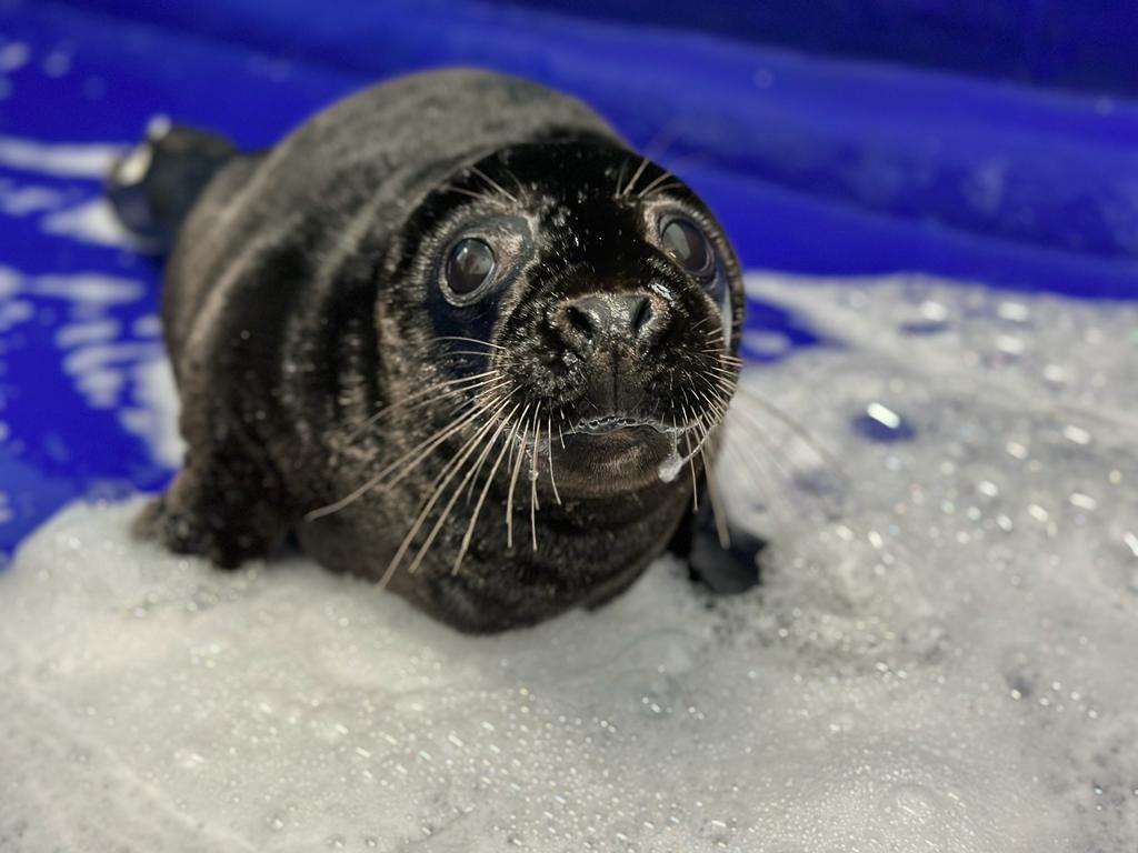 Cornish Seal Sanctuary seal pup picture