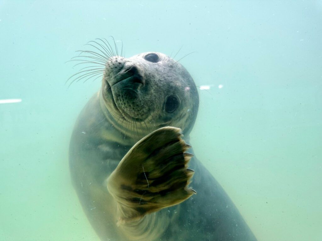 Cornish Seal Sanctuary seal picture