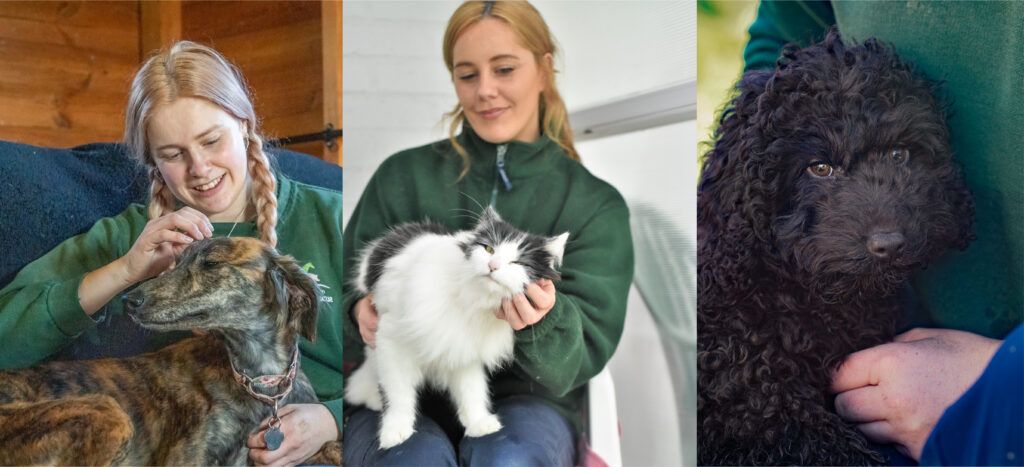 3 volunteers from Margaret Green animal rescue petting cats and dogs