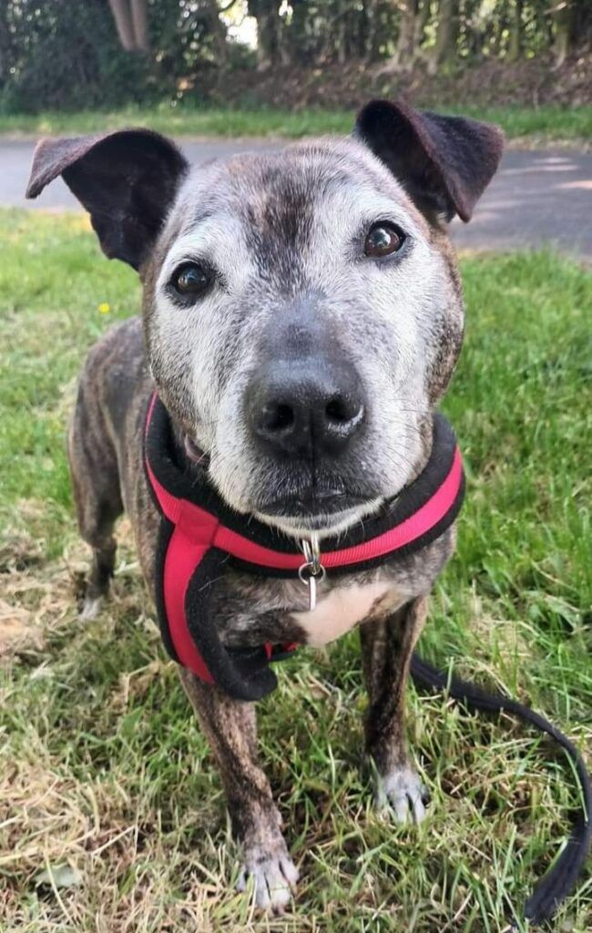 Senior Staffordshire Bull Terrier dog at Senior Staffy Club.