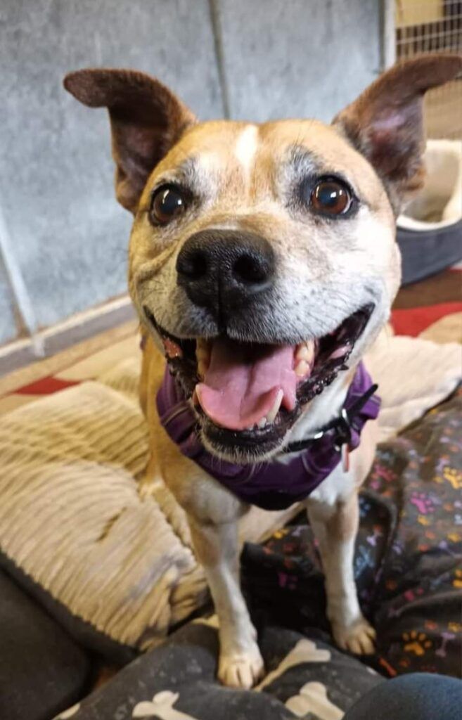 Staffy dog at Senior Staffy Club