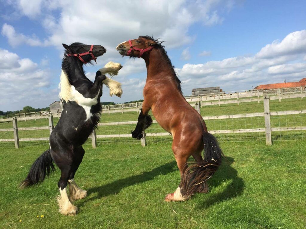 Dante the horse rearing with another horse