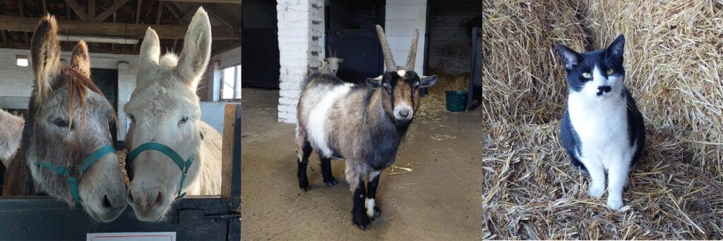 horses, goats and cats at Remus Memorial Horse Sanctuary