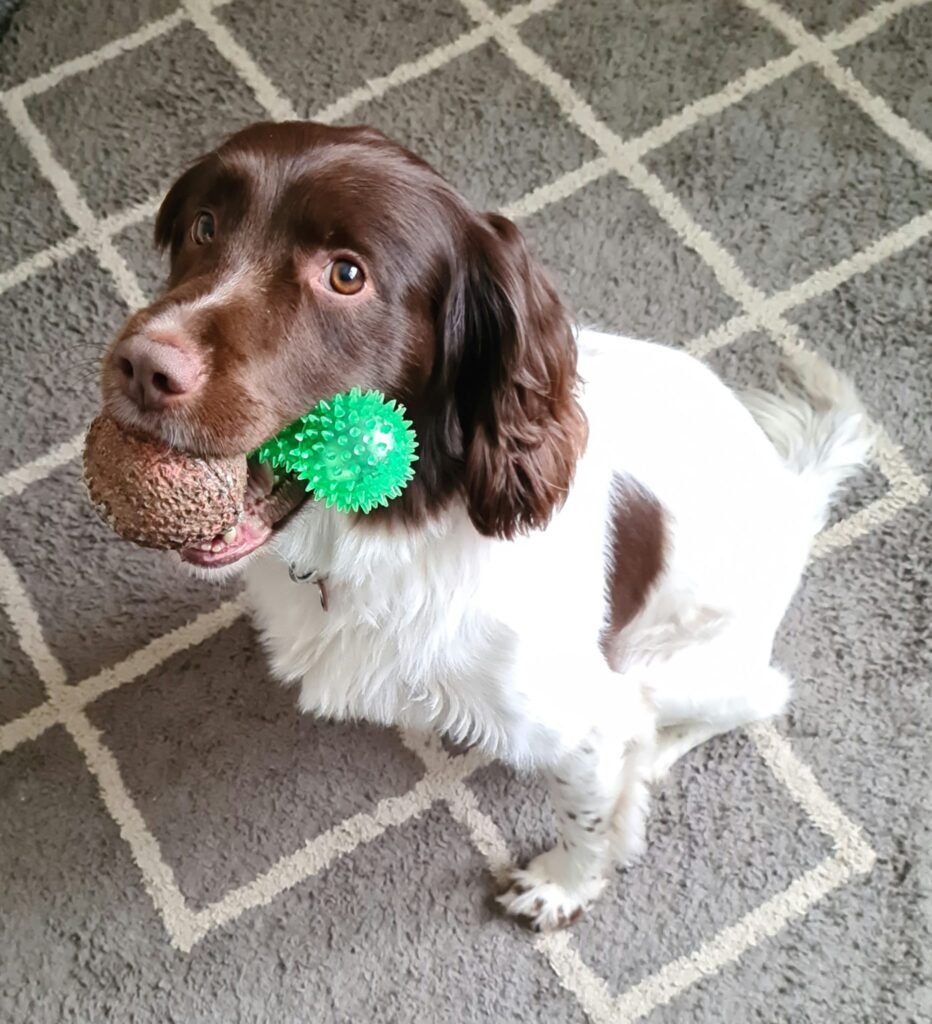 Dog playing with a ball