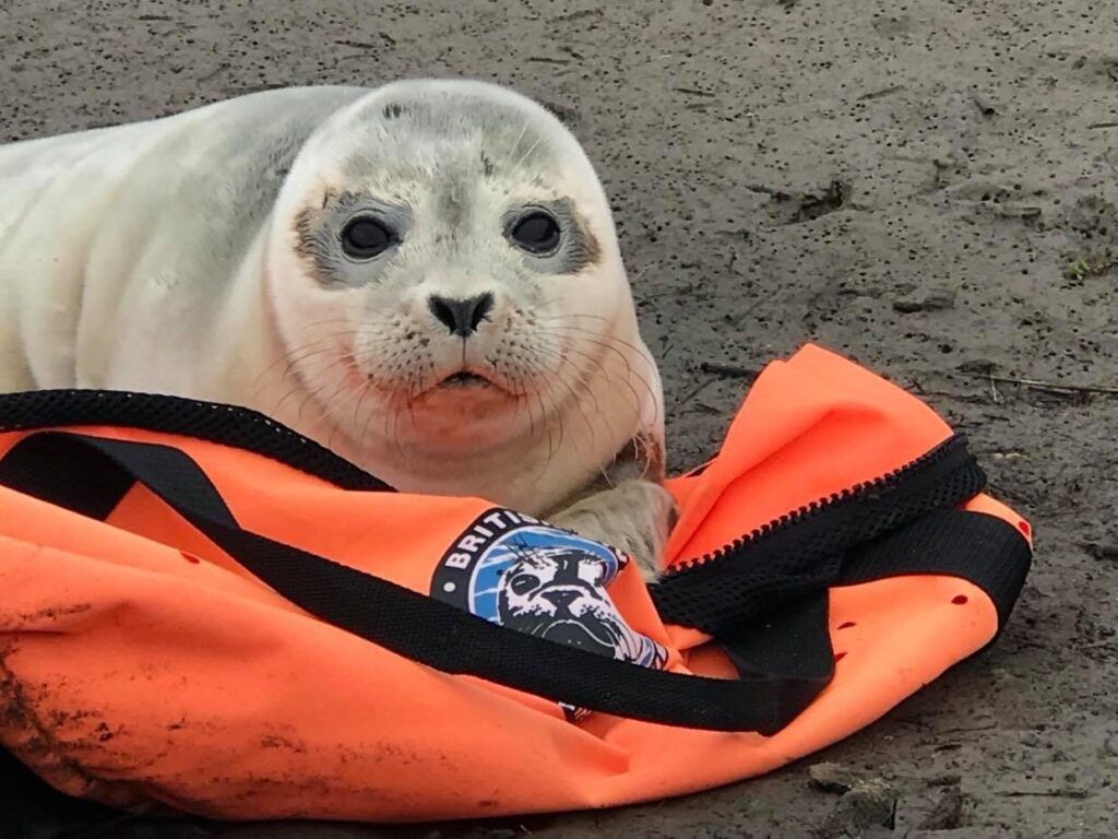 Seal sitting on the beach