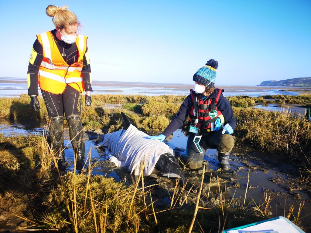 Volunteers at British Divers Marine Life Rescue, rescuing a dolphin.