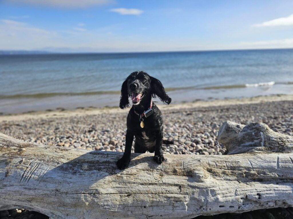 Sprocker enjoying the beach