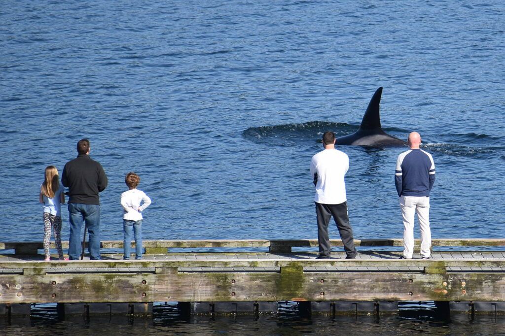 people whale watching